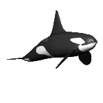 gif of a swimming 3D orca whale